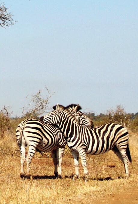 Kruger National Park, South Africa