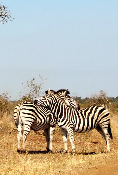 Kruger National Park, South Africa